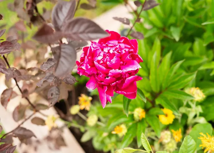 Baredi Διαμέρισμα *